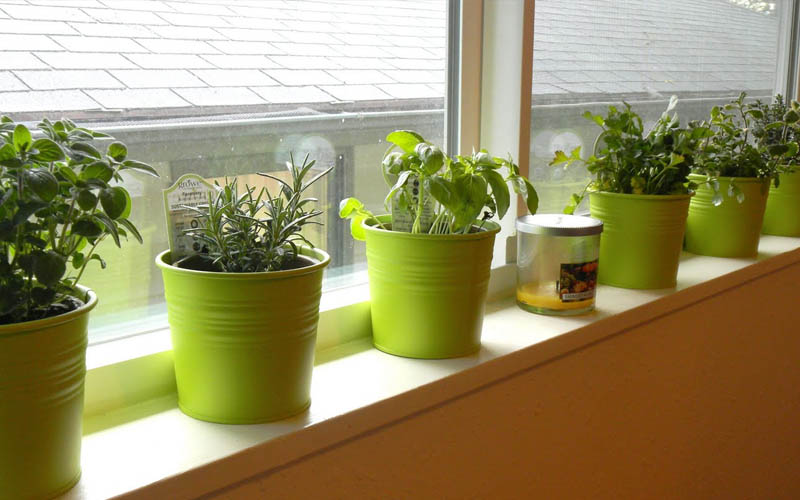 ervas-aromáticas-na-janela-horta