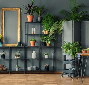 plantas-para-apartamento-capa